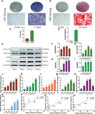 Super-Enhancer-Associated Long Non-Coding RNA LINC01485 Promotes Osteogenic Differentiation of Human Bone Marrow Mesenchymal Stem Cells by Regulating MiR-619-5p/RUNX2 Axis